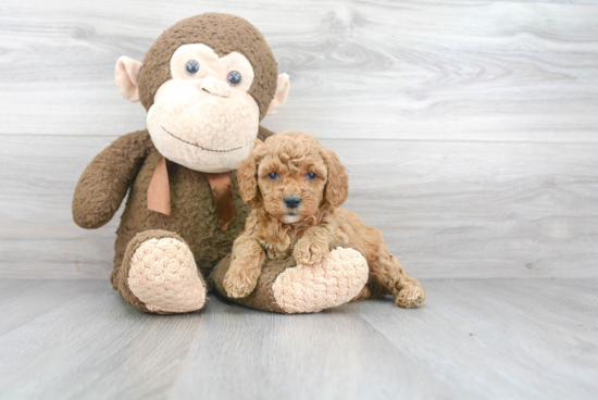 Playful Cavoodle Poodle Mix Puppy