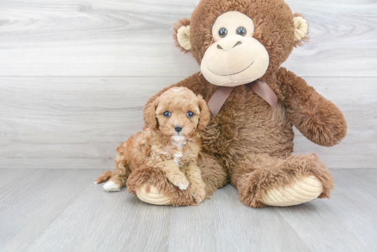 Hypoallergenic Cavoodle Poodle Mix Puppy