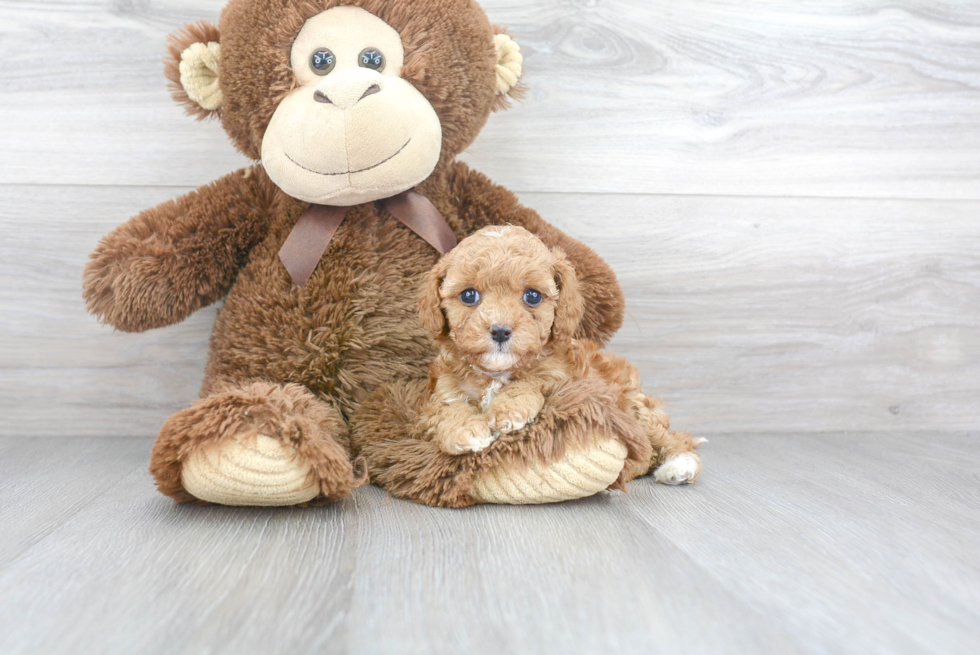 Playful Cavoodle Poodle Mix Puppy