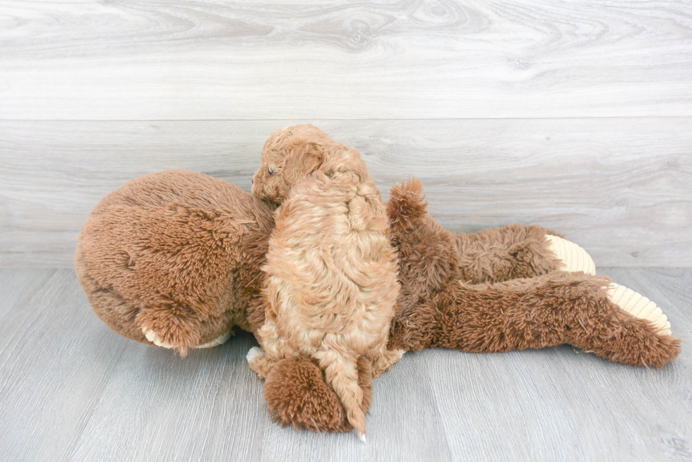 Energetic Cavoodle Poodle Mix Puppy