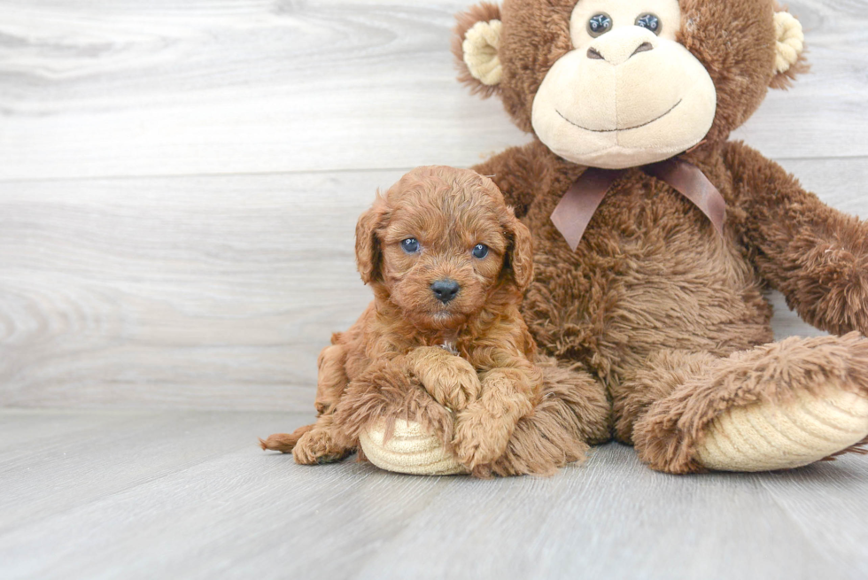 Cavapoo Pup Being Cute