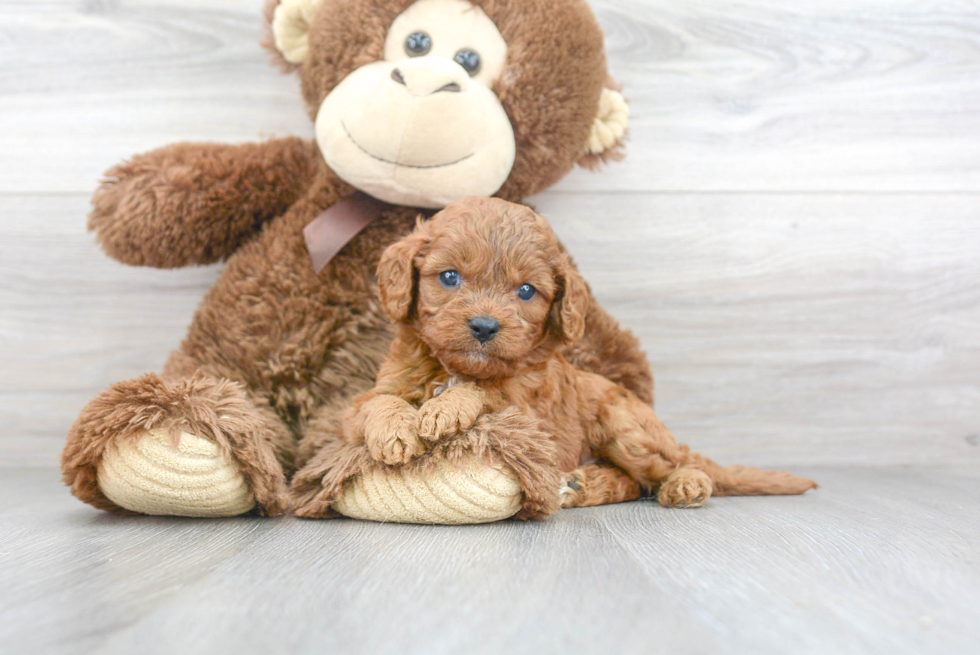 Energetic Cavoodle Poodle Mix Puppy