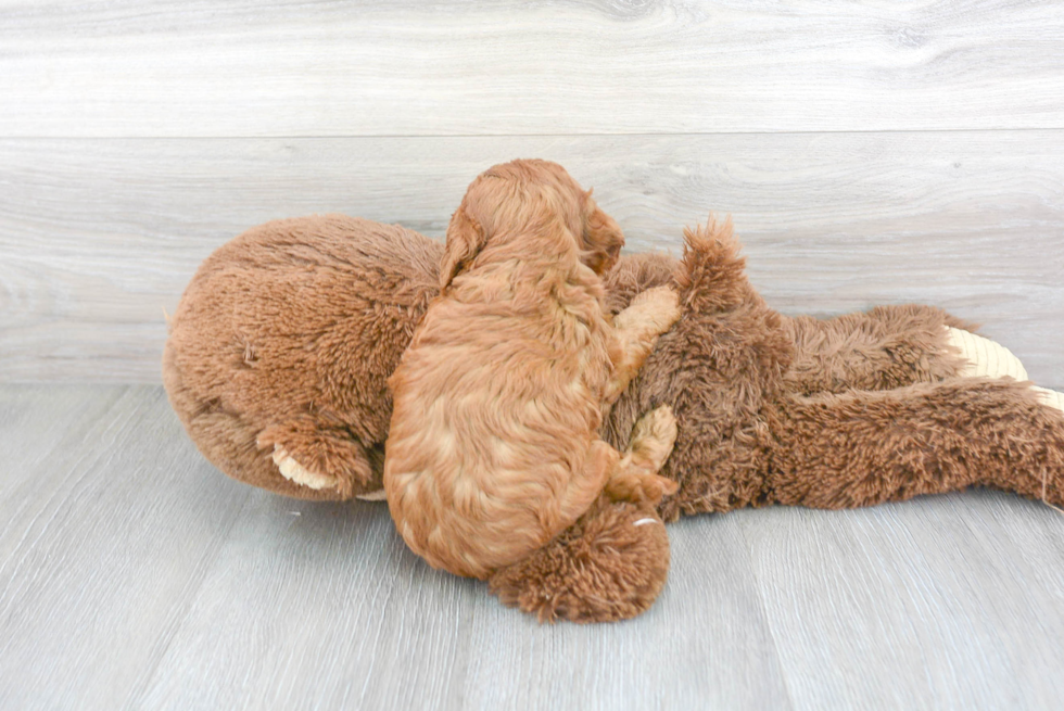 Fluffy Cavapoo Poodle Mix Pup