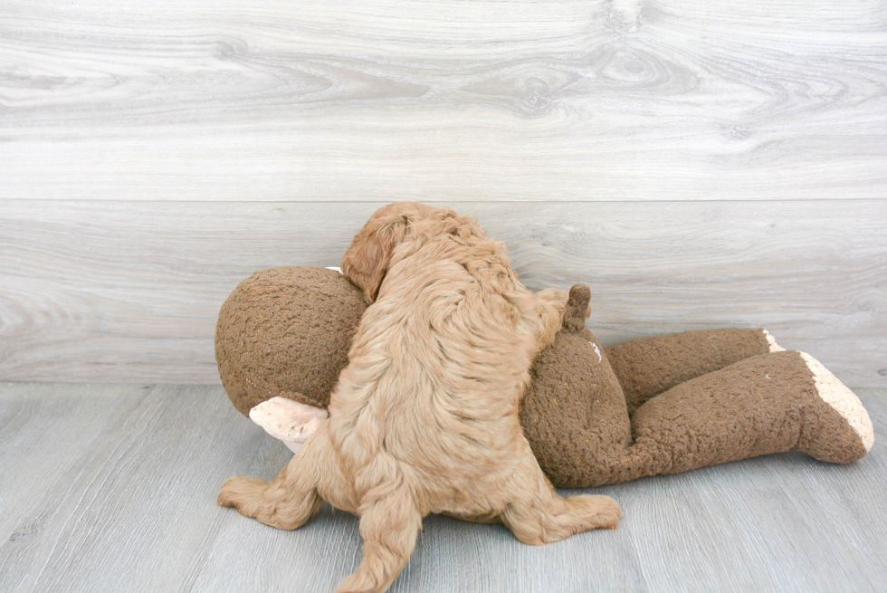 Adorable Cavoodle Poodle Mix Puppy