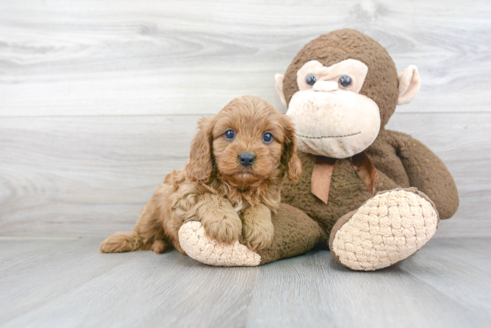 Cavapoo Puppy for Adoption