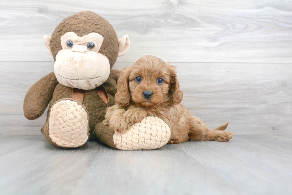 Adorable Cavoodle Poodle Mix Puppy