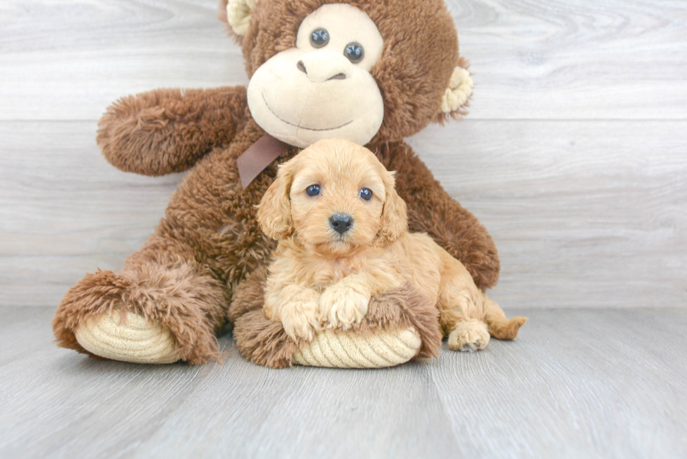 Little Cavoodle Poodle Mix Puppy