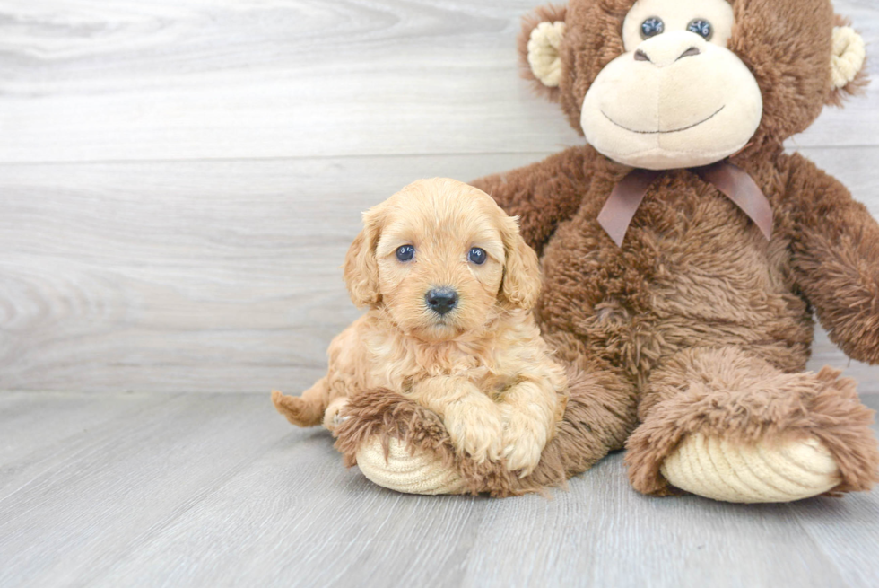 Cute Cavapoo Baby