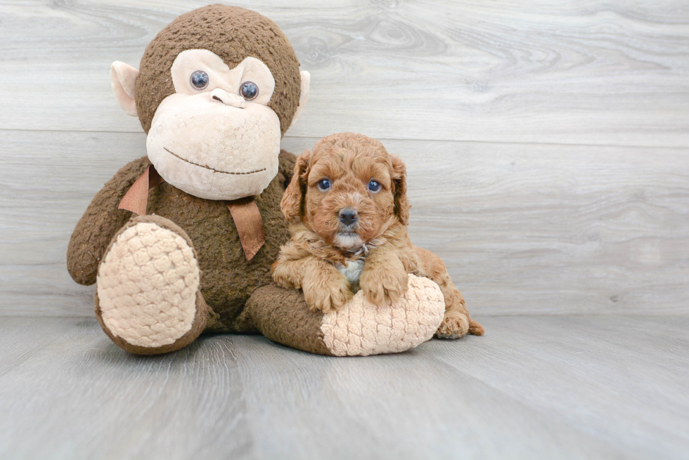 Best Cavapoo Baby