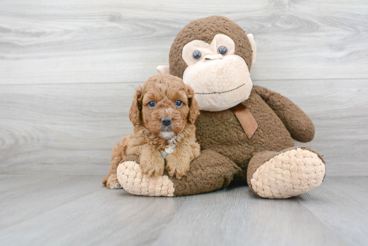 Cavapoo Pup Being Cute