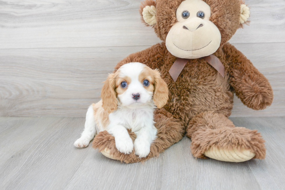 Small Cavapoo Baby