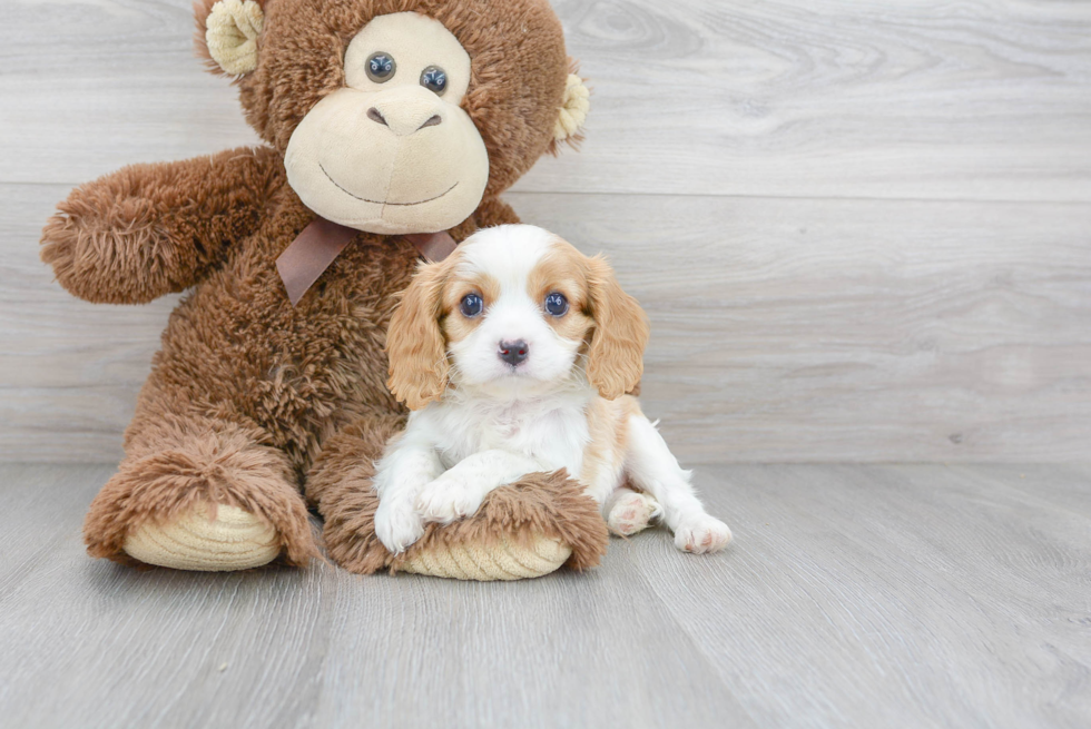 Sweet Cavapoo Baby