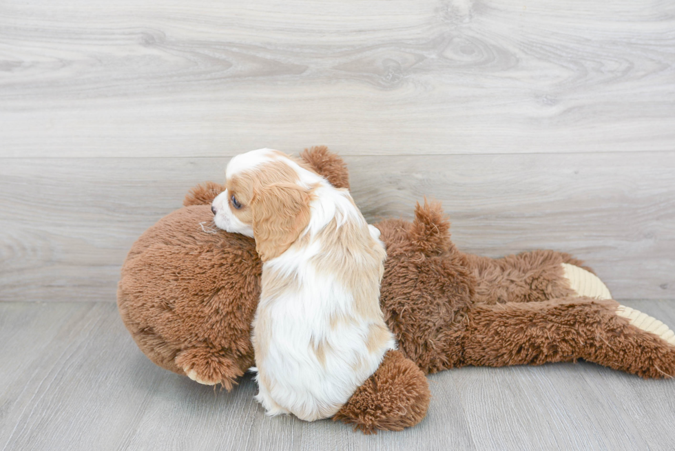 Cavapoo Pup Being Cute