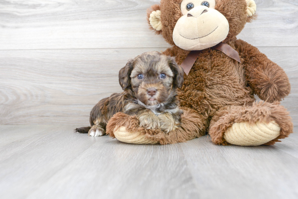 Small Cavapoo Baby