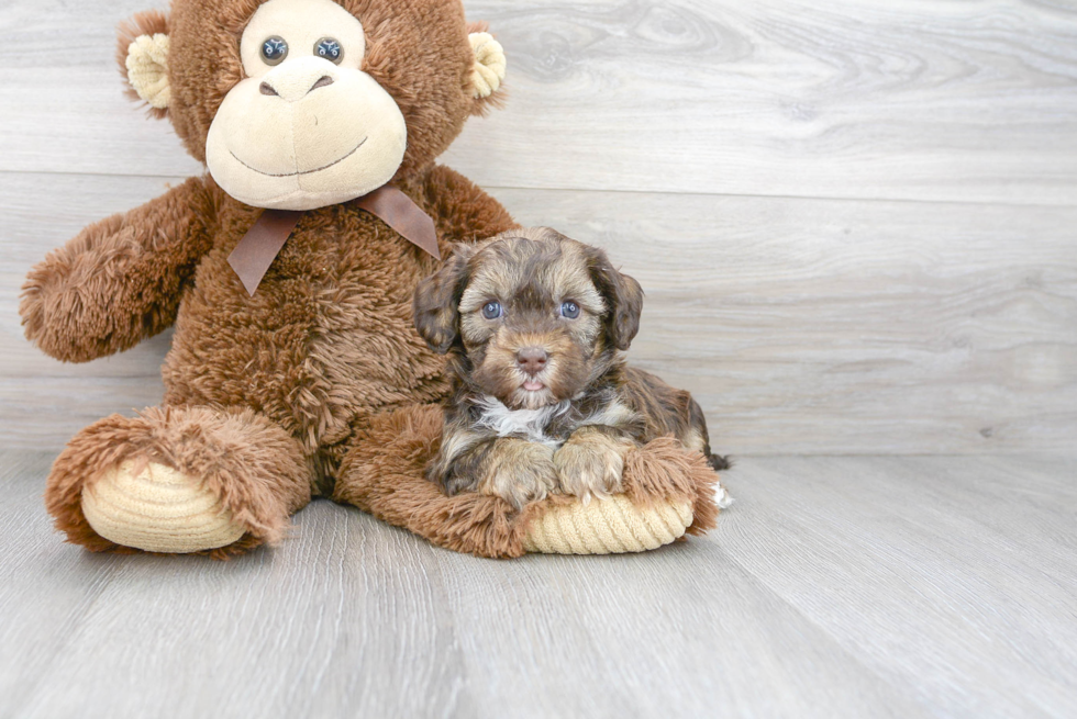 Energetic Cavoodle Poodle Mix Puppy