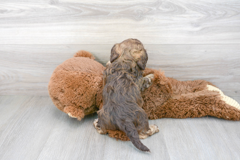 Cavapoo Pup Being Cute