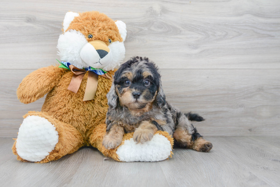 Popular Cavapoo Poodle Mix Pup