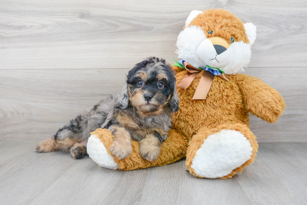 Popular Cavapoo Poodle Mix Pup