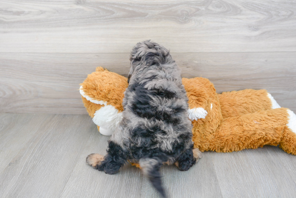 Cavapoo Puppy for Adoption