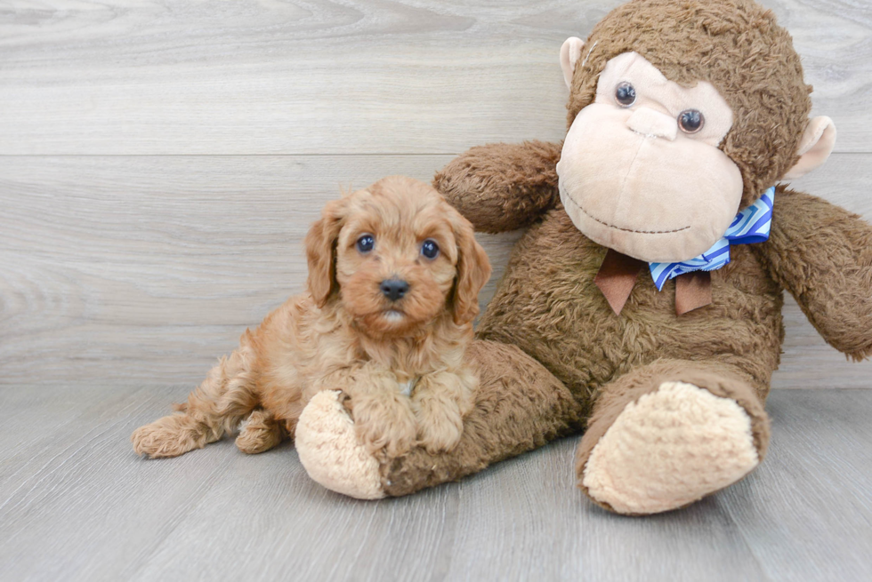 Friendly Cavapoo Baby