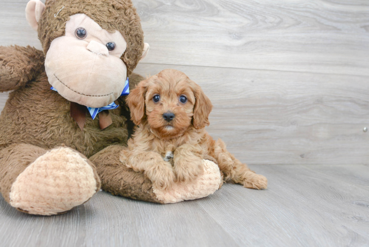 Little Cavoodle Poodle Mix Puppy