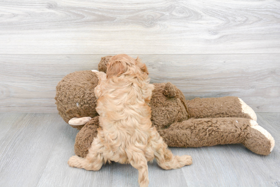 Cavapoo Pup Being Cute