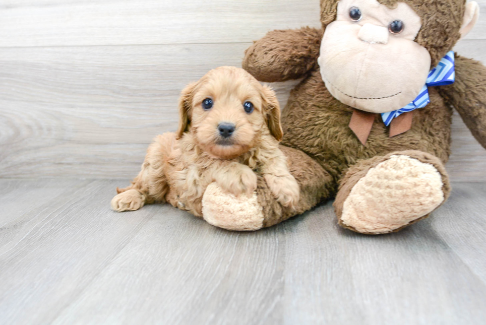 Hypoallergenic Cavoodle Poodle Mix Puppy