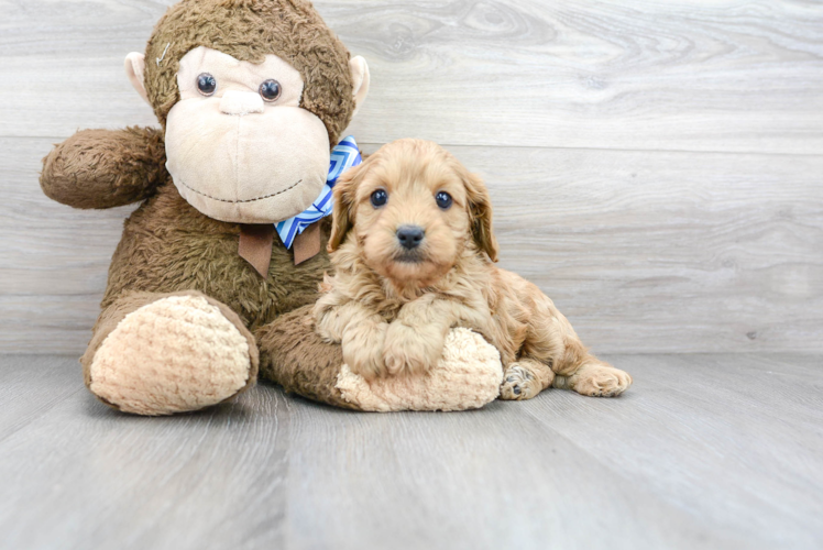 Cavapoo Pup Being Cute