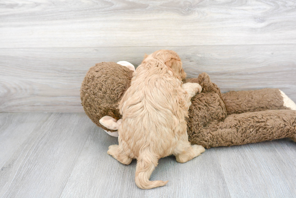 Fluffy Cavapoo Poodle Mix Pup