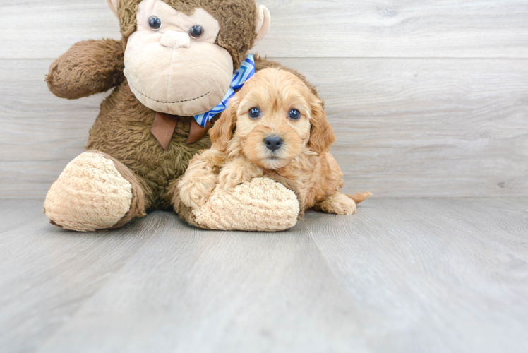Cavapoo Pup Being Cute