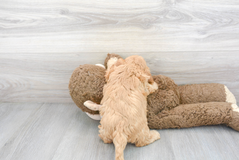 Cute Cavapoo Poodle Mix Pup