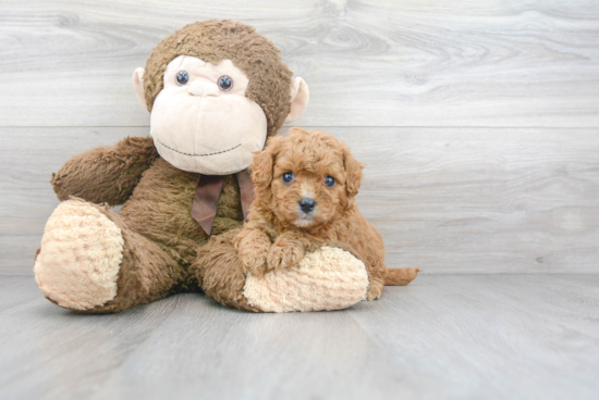 Popular Cavapoo Poodle Mix Pup