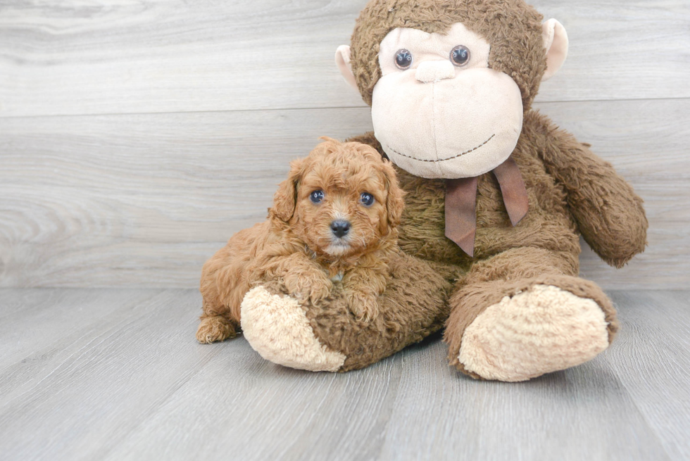 Best Cavapoo Baby