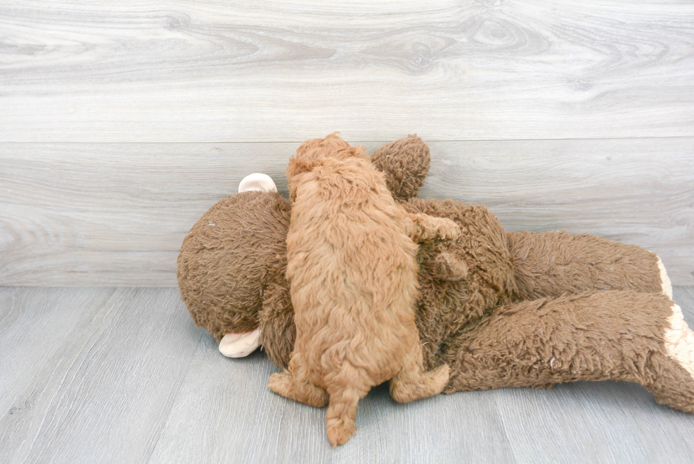 Cavapoo Pup Being Cute