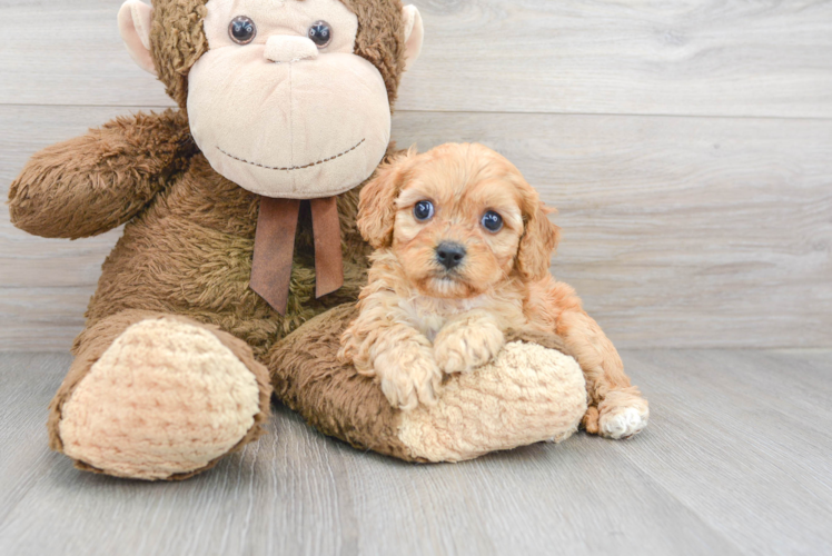 Popular Cavapoo Poodle Mix Pup