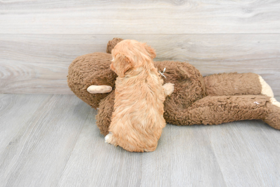 Cavapoo Pup Being Cute