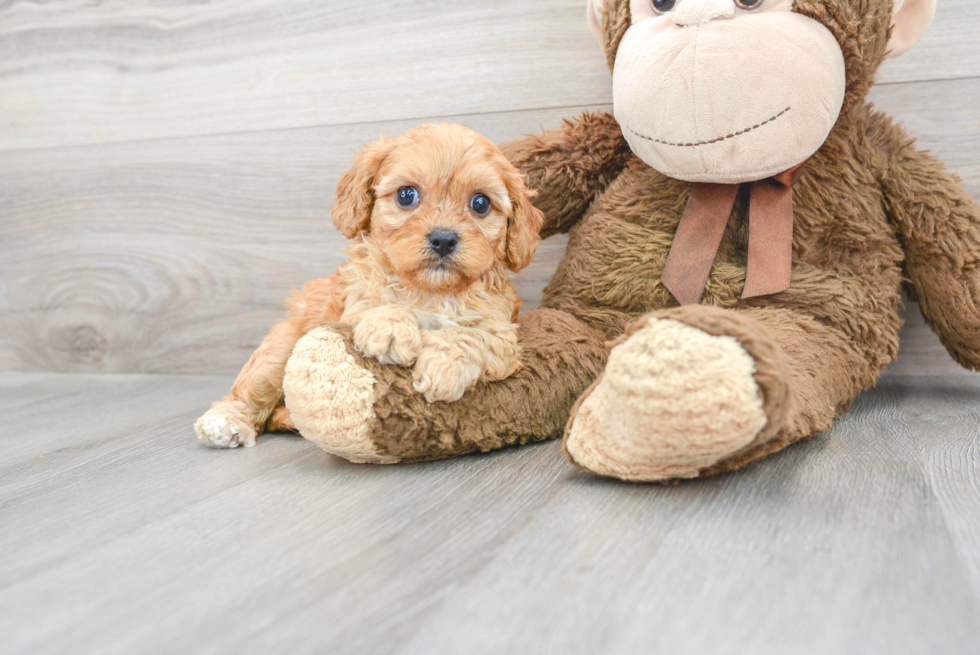 Cute Cavapoo Baby