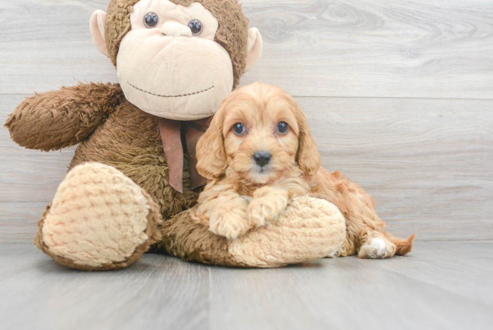 Little Cavoodle Poodle Mix Puppy