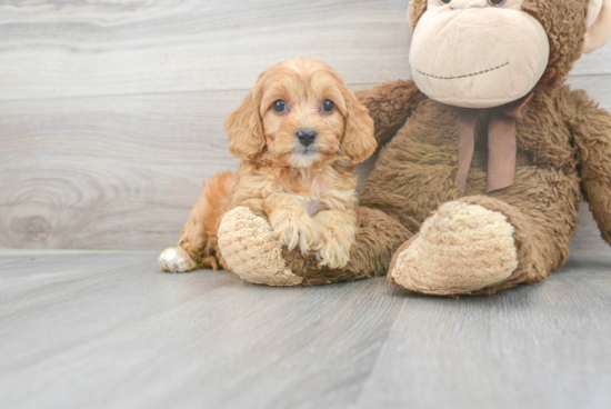 Best Cavapoo Baby