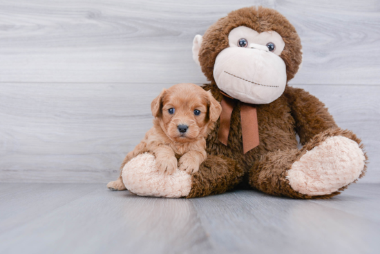 Popular Cavapoo Poodle Mix Pup