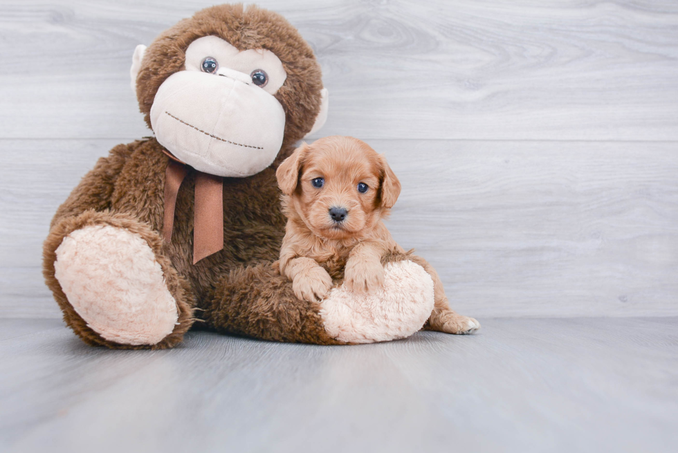 Fluffy Cavapoo Poodle Mix Pup