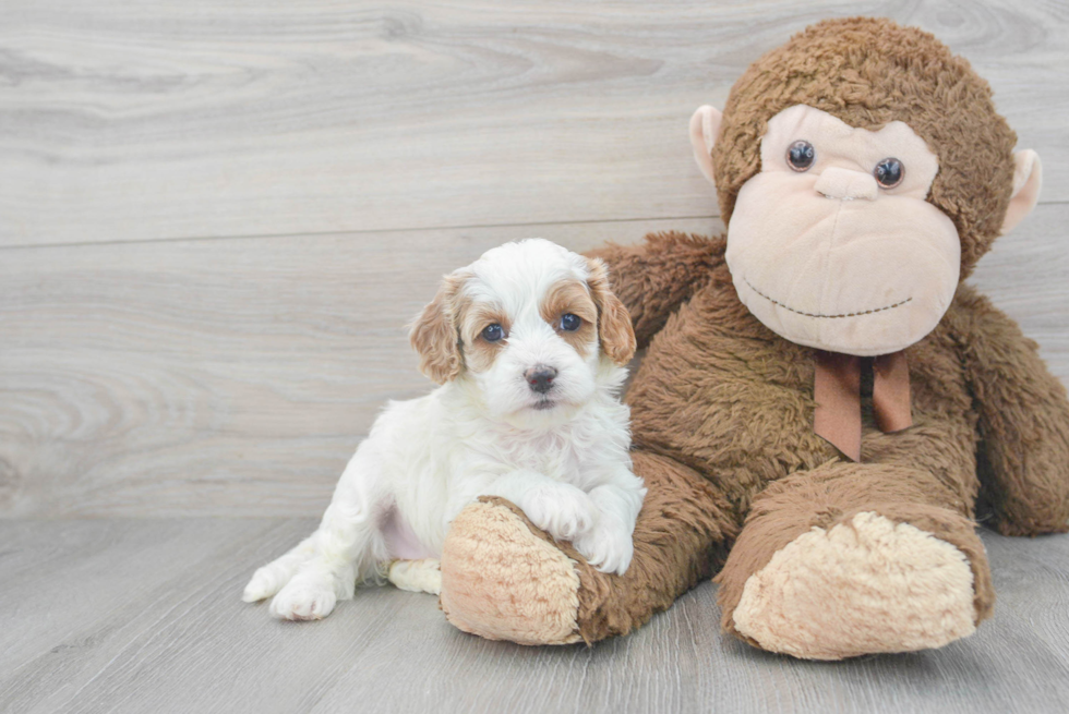 Cavapoo Pup Being Cute