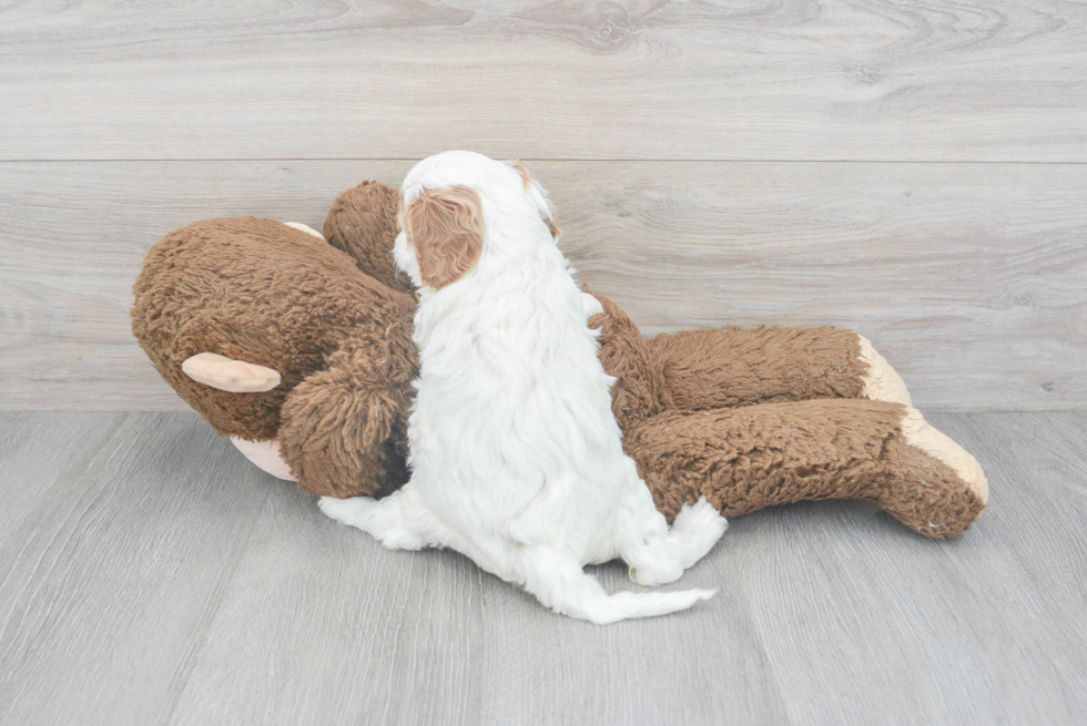 Smart Cavapoo Poodle Mix Pup