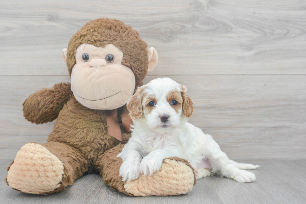 Cavapoo Pup Being Cute