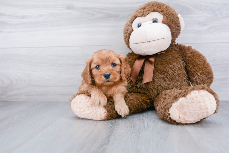 Little Cavoodle Poodle Mix Puppy