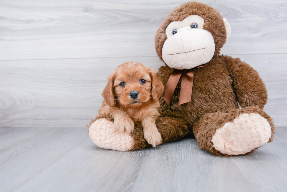 Little Cavoodle Poodle Mix Puppy