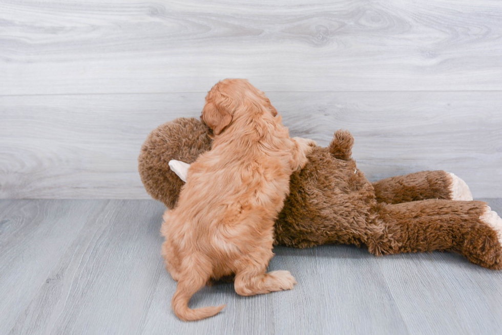 Cute Cavapoo Baby