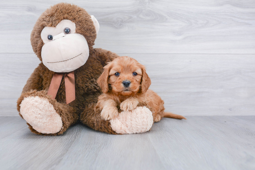 Fluffy Cavapoo Poodle Mix Pup