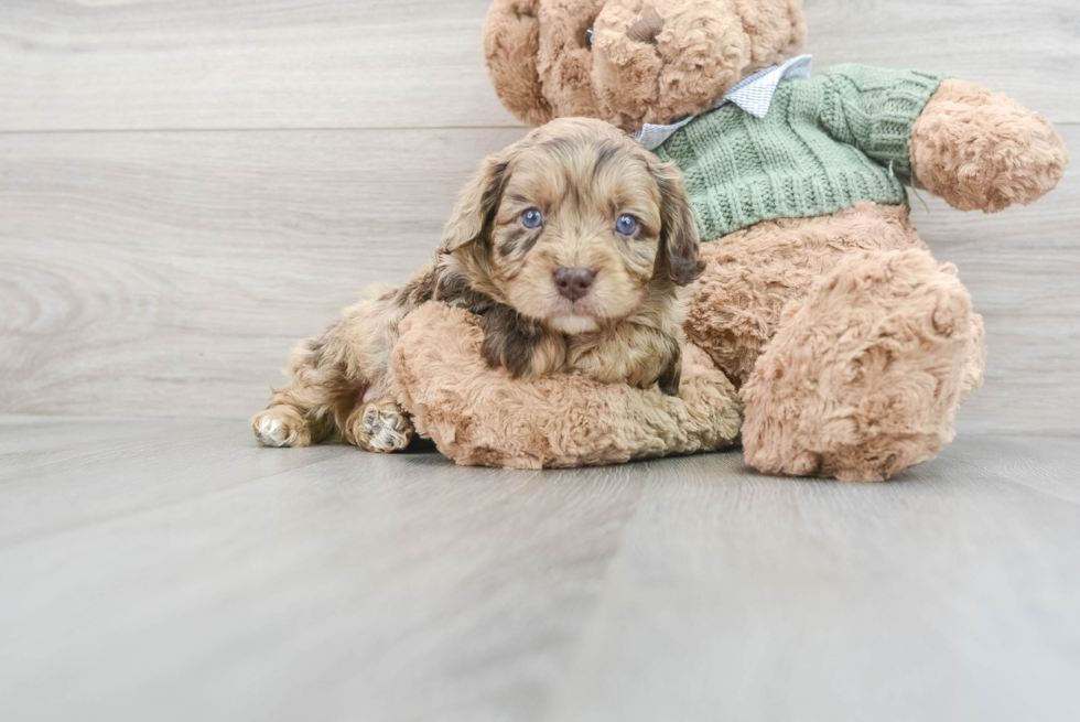 Best Cavapoo Baby