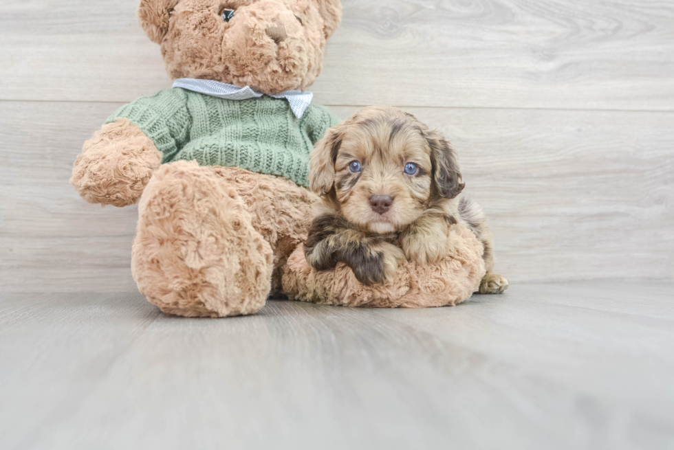 Adorable Cavoodle Poodle Mix Puppy